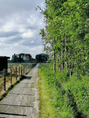 a dirt road with trees on the side of a field at B&B Heinehoeve in Kaprijke