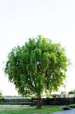 a tree in a field with a bench under it at B&B Heinehoeve in Kaprijke