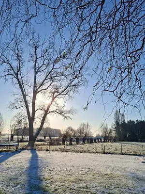 a tree in a field with snow on the ground at B&B Heinehoeve in Kaprijke