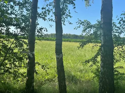 a field of grass with trees in the foreground at PipoParel in Ravels
