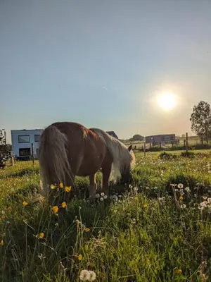 a horse grazing in a field of grass at De Boskouter - studio - op het platteland - hondvriendelijk - gastvrij in Geraardsbergen