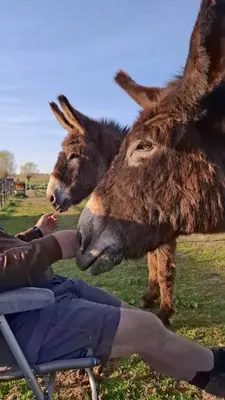 a person is sitting in a chair with two donkeys at De Boskouter - studio - op het platteland - hondvriendelijk - gastvrij in Geraardsbergen