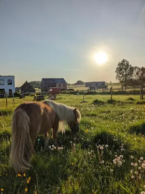 a pony grazing in a field with the sun in the background at De Boskouter - studio - op het platteland - hondvriendelijk - gastvrij in Geraardsbergen