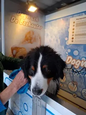 a person holding a black and white dog at De Boskouter - studio - op het platteland - hondvriendelijk - gastvrij in Geraardsbergen