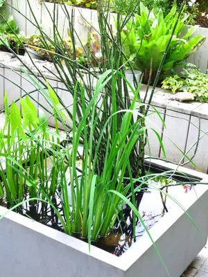 a planter with some plants in it at B&B La Chambre du Zodiaque in Brussels