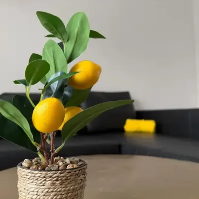 Oasis Apartament