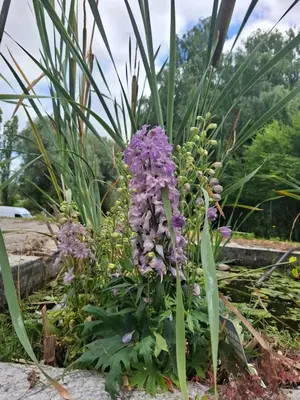 a plant with purple flowers in a garden at Secret garden