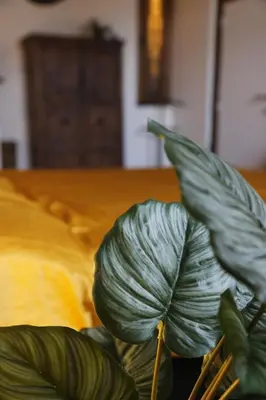 a green plant sitting next to a bed at 18de-eeuwse woning in het hartje van Gent in Ghent