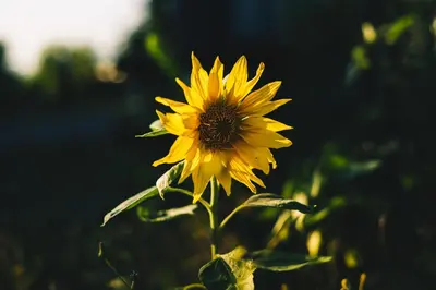 a yellow sunflower is sitting in a field at B&B 't Kruidenhof in Assenede
