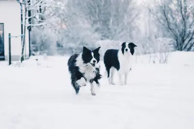 two dogs are running in the snow at B&B 't Kruidenhof in Assenede