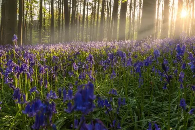 a field of purple flowers in a forest at La Petite Foret Contemporary Apartment in Halle in Halle