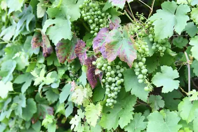 a bunch of green grapes on a plant at Vakantiewoning Nijkenhof in Ninove