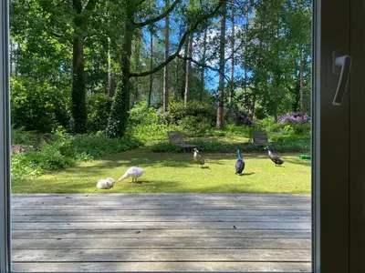 a group of birds standing in the grass at A Calm & Quiet Stay in Wuustwezel