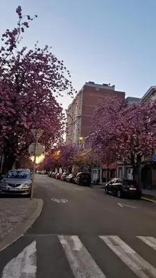 a street with flowering trees and cars parked on the street at Suite Diamant - Chic & Lumineux in Brussels