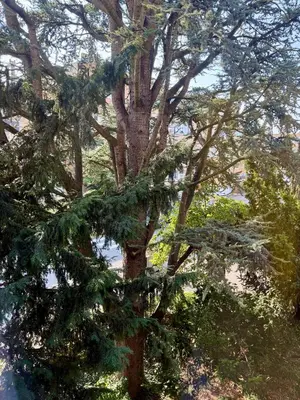 a large tree with green leaves on it at Atomium Brussels Canopy in Brussels
