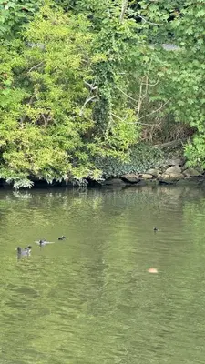 a group of ducks swimming in the water at A joyful place in Ghent