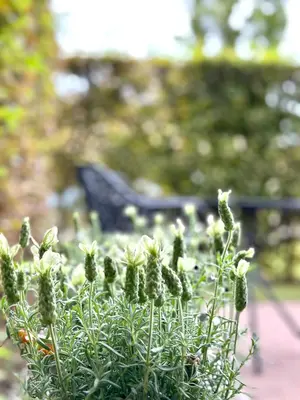 a plant with white flowers in front of a bench at A joyful place in Ghent