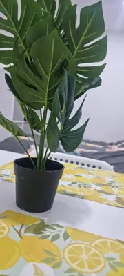 a plant in a black pot sitting on a table at CitySpot 159 in Brussels