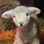 a white lamb standing in a field at Vakantie Appartement De Sneppelhoeve in Wuustwezel