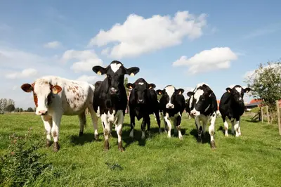 a herd of cows standing in a field at Vakantie Appartement De Sneppelhoeve in Wuustwezel