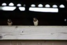 two birds sitting on top of a ledge at Vakantie Appartement De Sneppelhoeve in Wuustwezel
