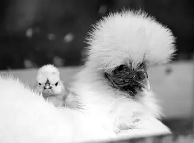 a white chicken with fluffy feathers on its back at Vakantie Appartement De Sneppelhoeve in Wuustwezel