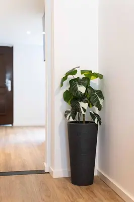 a plant in a black pot sitting in a room at Studio in Brussels in Brussels