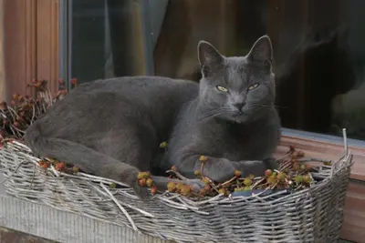 a gray cat laying in a basket on a window sill at Guesthouse Biolleke in Boutersem
