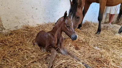 a baby horse laying on hay next to two horses at Guesthouse Biolleke in Boutersem