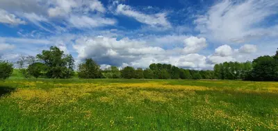a field of yellow flowers in a green field at Guesthouse Biolleke in Boutersem