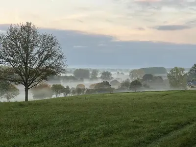 a tree in a field with fog in the background at Pachthof 1860 in Sint-Pieters-Leeuw
