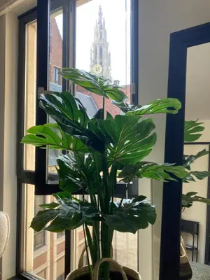 a plant in a vase in front of a window at Appartement historisch centrum Antwerpen in Antwerp
