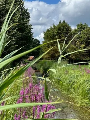 a garden with tall grass and purple flowers at Gastenverblijf De Middenblijk in Turnhout