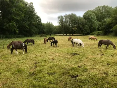 a group of horses grazing in a field at Aan de Jordaan in Boutersem
