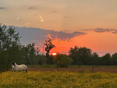 a horse standing in a field with the sunset in the background at B&Biotope in Heusden