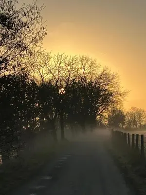 a foggy road with trees and a fence at sunset at B&Biotope in Heusden