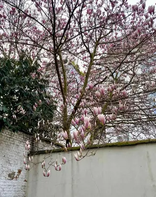 a tree with pink flowers on top of a white wall at Cosy EU Apartment - Central, Parking, Terrace in Brussels