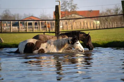 two horses are standing in the water at Liberty Lodge X by Tiny Away in Kalmthout