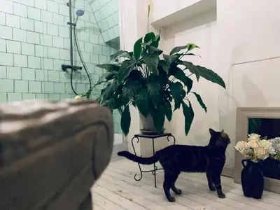a black cat standing next to a potted plant at The Mystical Suite in Antwerp