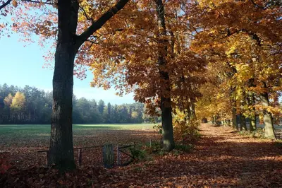 a path through an autumn forest with trees at 15 inn in Mol