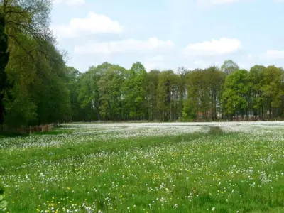 a field of white flowers in a field of grass at Two-Bedroom Retreat in the Heart of Kempen in Ravels