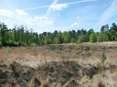 a field with dried grass and trees in the background at Beach lodge with lake view in Ravels in Ravels