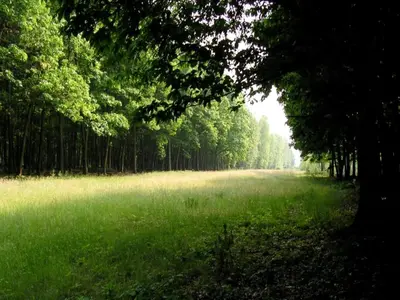 a field of green grass with trees in the background at Stay with Beach and Minigolf Views in Ravels