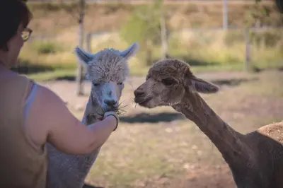 a woman feeding a baby alpaca at Laurel & Hardy in Mechelen