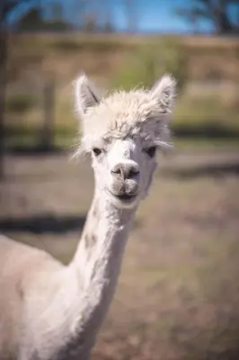a close up of a llama looking at the camera at Laurel & Hardy in Mechelen