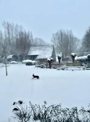 a dog running in the snow in front of a house at Vakantiewoning HET HUIS NUMMER 11 in Oosterzele