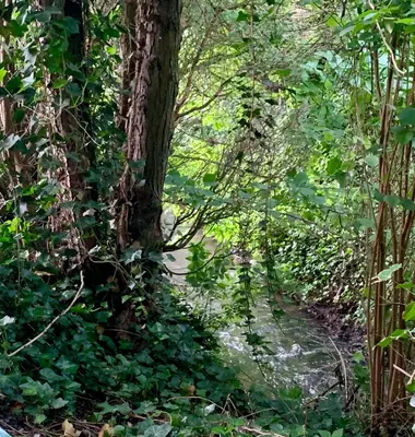 a painting of a tree on a trail at River City in Beersel