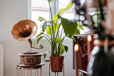 a plant sitting on a table next to a lamp at Central Ghent Apartment for 3 Guests in Ghent