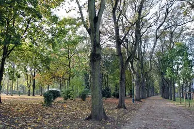 a tree lined path in a park with leaves on the ground at Parc Brussels Apartment in Brussels