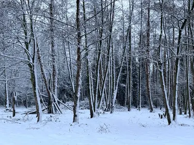 a forest of trees with snow on the ground at Secret Garden 2